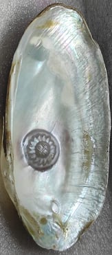 "Side view of 11mm white cultured pearl with radiant sun design–using nucleus technique-For global distribution"