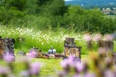 a bottle of wine in a field with flowers