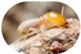 Termite control in Pascoe Vale Oak Park Strathmore Coburg Niddrie Ascot Vale Moonee Ponds