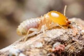 unwanted termites near your home eating your house