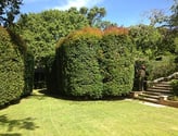 hedge trimming services