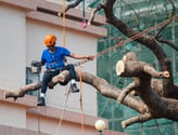 Tree felling services