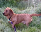 chien basset fauve de bretagne