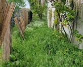 Allée de jardin envahie par la végétation
