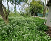 Jardin en friche avec mauvaises herbes