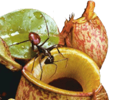 Plante carnivore - Sarracénie