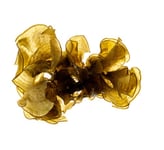 Padina sp.