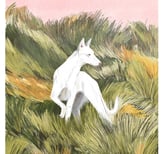 illustration of a greyhound dog in a tall grass field and a pink serene sky