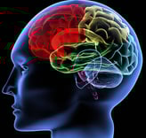 diagram of brain