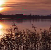 Markelfingen am Bodensee – Sonnenuntergang über dem See mit Schilf im Vordergrund