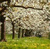 Sipplingen am Bodensee - Blühende Bäume im Frühling auf einer Wiese