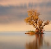 Bregenz am Bodensee - Einsamer Baum auf kleiner Insel im See