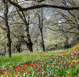 Mainau Insel - Tulpenblüte unter Bäumen im Frühling