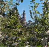 Birnau Basilika im Frühling - Kirchturm durch blühende Bäume gesehen, Überlingen am Bodensee