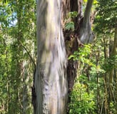 Rainbow eucalyptus