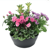 plantes, fleurs, livraison gratuite tombe, cimetiere Sepulture49