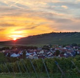 Rheinhessen, Weinberg, Sonnenuntergang