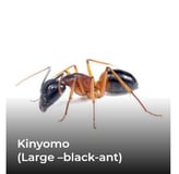 Kinyomo