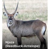 Njaza