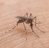 a mosquito fly insect that causes dengue desease