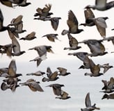 colonie de pigeons au vol