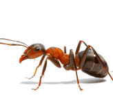 fourmis charpentiere neuchatel