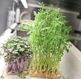 a picture of Early Greens microgreens nursery grow room