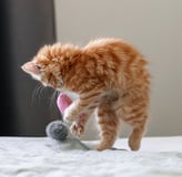 Un gato naranja jugando encima de la cama con un juguete