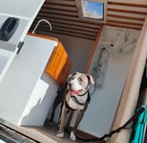 mascota en camper