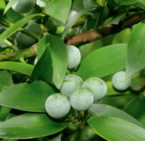 Conifère - Rosier de Chine - Nageia nagi