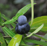 Conifère - Arbre à podocarpes - Podocarpus elatus 