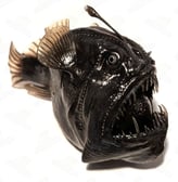 Peixe-diabo-negro