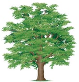 Bois dur ou franc - arbre chêne