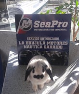 pompi garrido conejo en un bote auxiliar