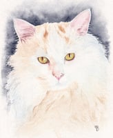 portrait de chat blanc à poils longs
