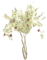 watercolor pomegrante tree