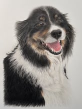 Realistic coloured pencil drawing of a border collie