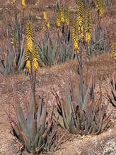 Aloe vera
