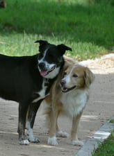 Thor et sa copine Lufie