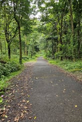 route forestiere de saint- philippe