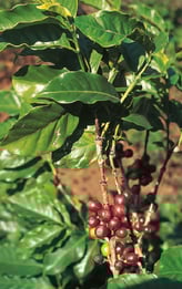 Coffea arabica - caféier d'Arabie