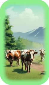 Cows