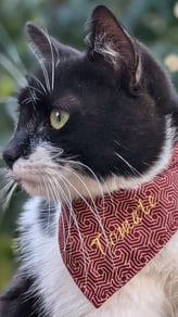 a black and white cat wearing a red bandanna