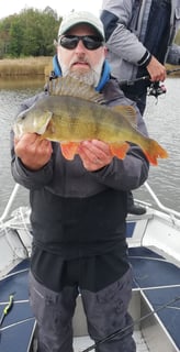 En fiskare är på en båt i Sverige, han fick en fin abborre tack vare fiskeflykt Sverige.