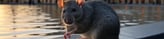 rat à bordeaux