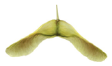 fruit sec indéhiscent -samare - érable