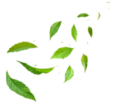 image of green leaves floating in the air