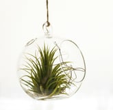 An air plant hanging inside of a glass pot 