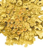 Lichen