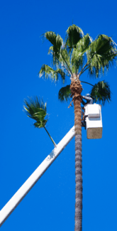 man pruning palm trees in honolulu, hawaii